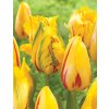Tulipan La Courtine Parrot 3