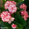 bilocervena begonie picotee white 3