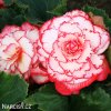 bilocervena begonie picotee white 5