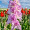 ruzovy mecik gladiolus magenta princess 1