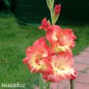 lososovy mecik gladiolus mango muse 2