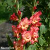 lososovy mecik gladiolus mango muse 4