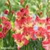 lososovy mecik gladiolus mango muse 1