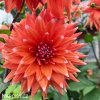 oranzova jirina dahlia color spectacle 5