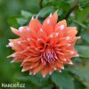 oranzova jirina dahlia color spectacle 1