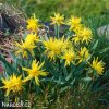 Narcis - Rip van winkle