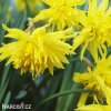Narcis - Rip van winkle