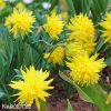 Narcis - Rip van winkle