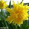 Narcis - Rip van winkle