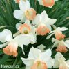 bílorůžový narcis salome 5