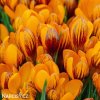 oranzovy krokus orange monarch 2