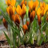 oranzovy krokus orange monarch 3