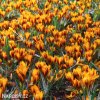 oranzovy krokus orange monarch 4