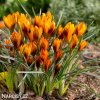 oranzovy krokus orange monarch 5