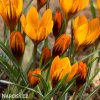 oranzovy krokus orange monarch 6