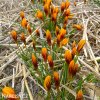 oranzovy krokus orange monarch 7