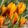 oranzovy krokus orange monarch 1
