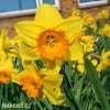 narcis early flame 2