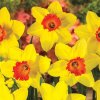 Narcis Early flame 3
