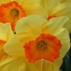 Narcis Early flame 4