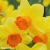 narcis early flame 5