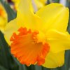 Narcis Early flame 1