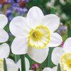 Narcis Frosty snow 1