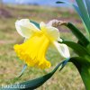 bilo zluty narcis janualy silver 2