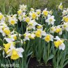 bilo zluty narcis janualy silver 3