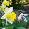 bilo zluty narcis janualy silver 4