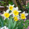bilo zluty narcis janualy silver 5