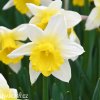 bilo zluty narcis janualy silver 1