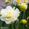 bily plnokvety narcis obdam 2