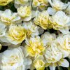 bily plnokvety narcis obdam 6