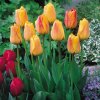 Tulipan Beauty of Apeldoorn 2