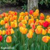 zlutocerveny tulipan beaty of apeldoorn 2