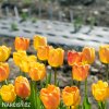 zlutocerveny tulipan beaty of apeldoorn 3
