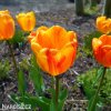 zlutocerveny tulipan beaty of apeldoorn 4