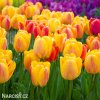zlutocerveny tulipan beaty of apeldoorn 5