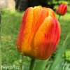 zlutocerveny tulipan beaty of apeldoorn 6