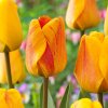Tulipan Beauty of Apeldoorn 1