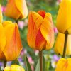 zlutocerveny tulipan beaty of apeldoorn 1