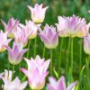 biloruzovy tulipan elegant lady 2