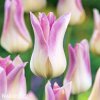 biloruzovy tulipan elegant lady 3