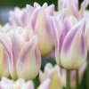 biloruzovy tulipan elegant lady 4