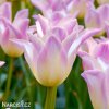 biloruzovy tulipan elegant lady 5
