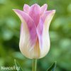 biloruzovy tulipan elegant lady 1