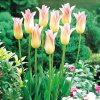 Tulipany Elegant Lady 1