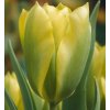 Tulipán Formosa 2
