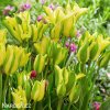 zelenozluty tulipan formosa 6
